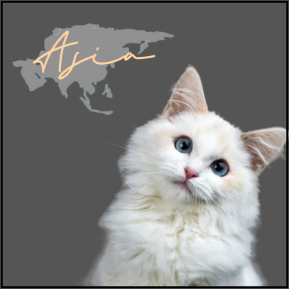 亞洲寵物美容學院_亞洲_寵物美容課程